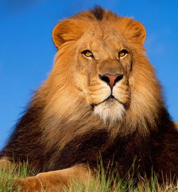 زیباترین و دیدنی ترین عکس ها از سلطان جنگل