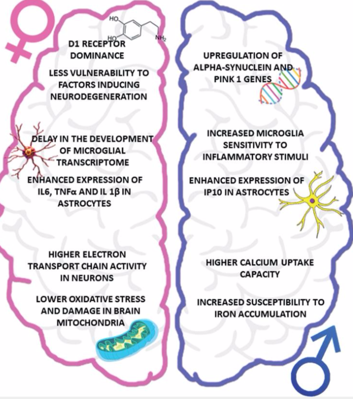 هورمون‌ها عامل بیشتر آلزایمر در زنان