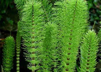 دم اسبی