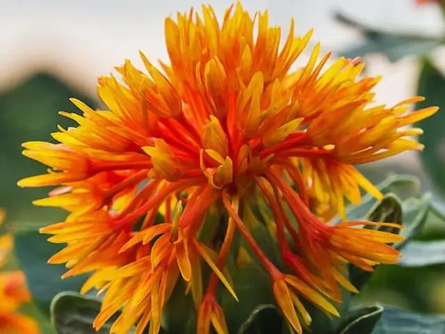 کاجیره یا گلرنگ؛ گیاهی با کاربردهای رنگی، غذایی و صنعتی