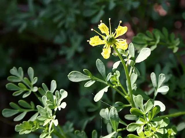 سداب؛ گیاهی معطر با اهمیت تاریخی و ملاحظات جدی ایمنی