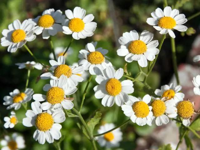 بابونه کبیر؛ از گل‌های چشم‌نواز تا پژوهش‌های مرتبط با میگرن