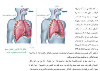 ماهیچه میان دنده ای