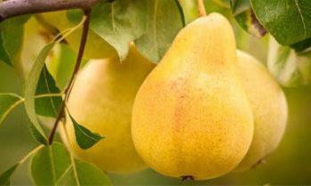 گلابی