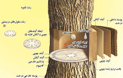 محل آوند آبکش و جهت حرکت شیره پرورده
