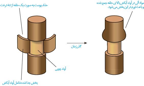 محل آوند آبکش و جهت حرکت شیره پرورده