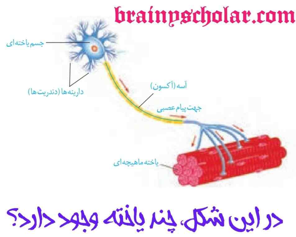 شکل یاخته عصبی