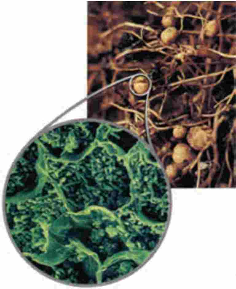 باکتری‌های تثبیت کنندۀ نیتروژن