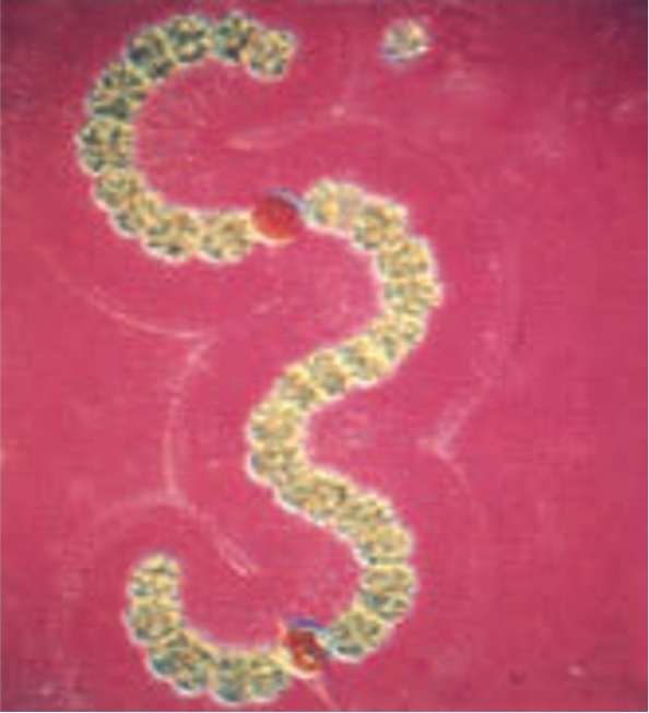 باکتری‌های فتوسنتز کننده