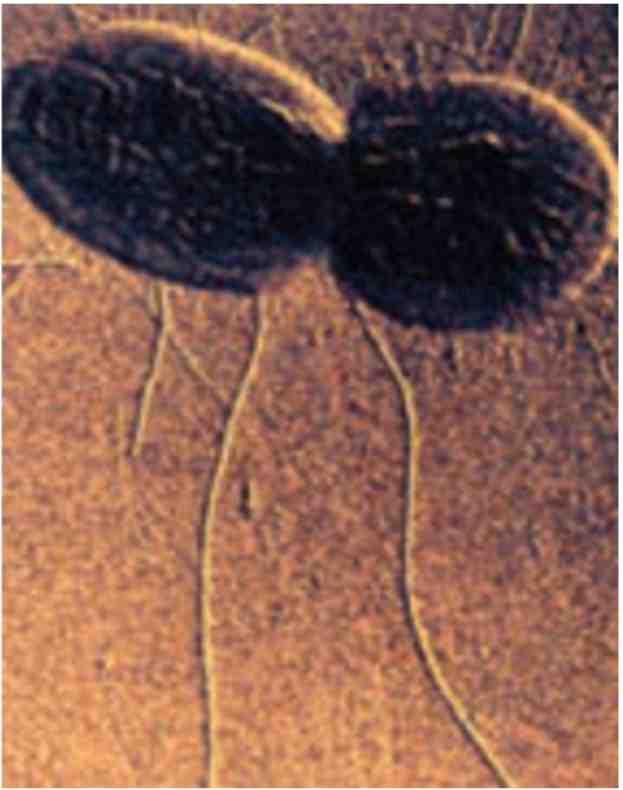 تاژک و پیلی