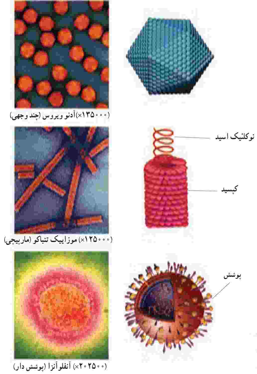 ساختار ویروس