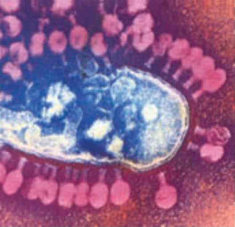 باکتریوفاژهایی که یک باکتری را آلوده کرده اند