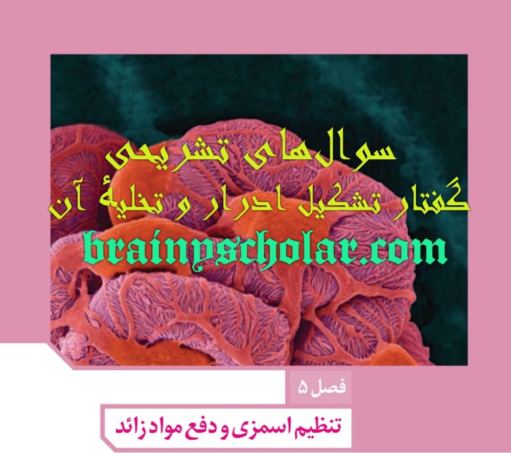 سوالهای تشریحی گفتار تشکیل ادرار و تخلیه آن