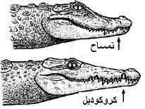 تمساح
