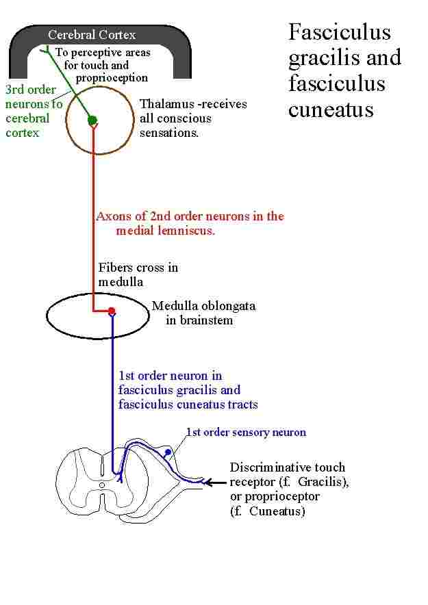مسیر ستون خلفی