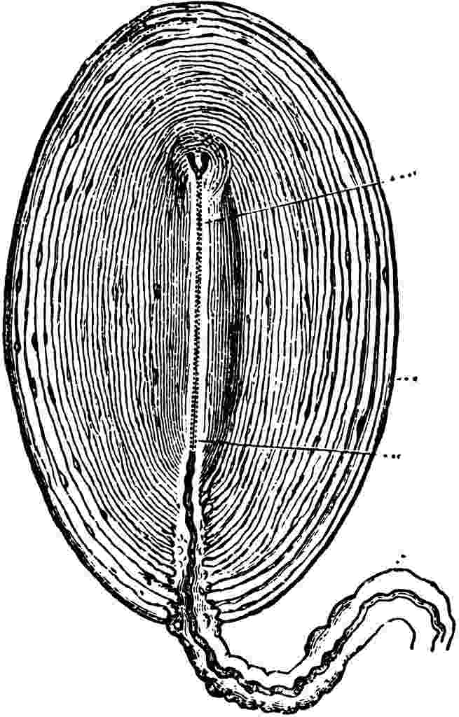 پاچینی گیرنده