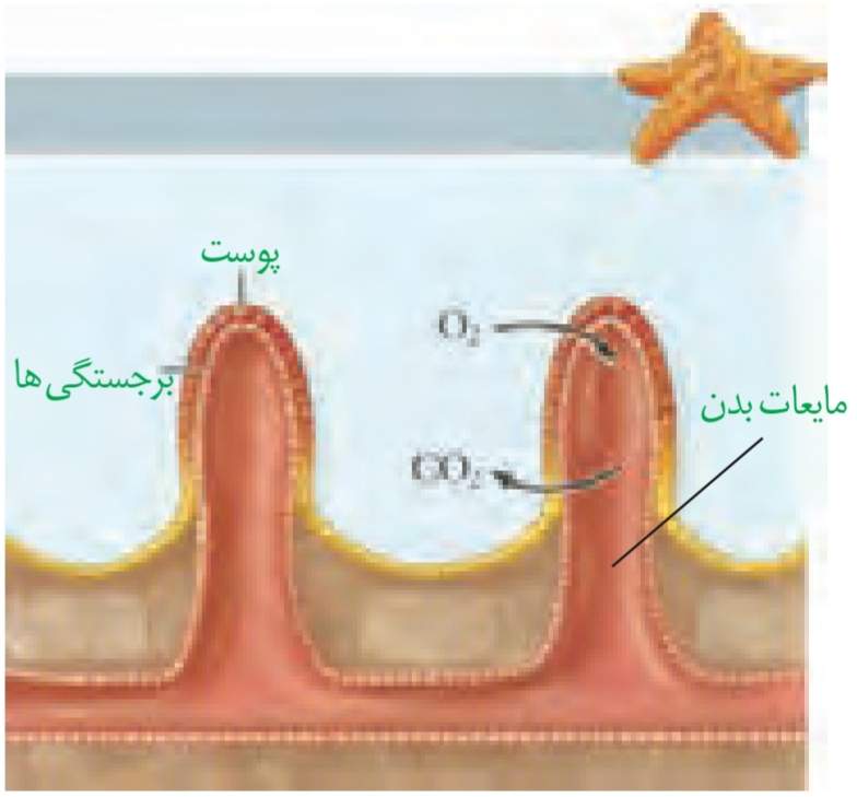 ساده‌ترین آبشش در ستاره دریایی