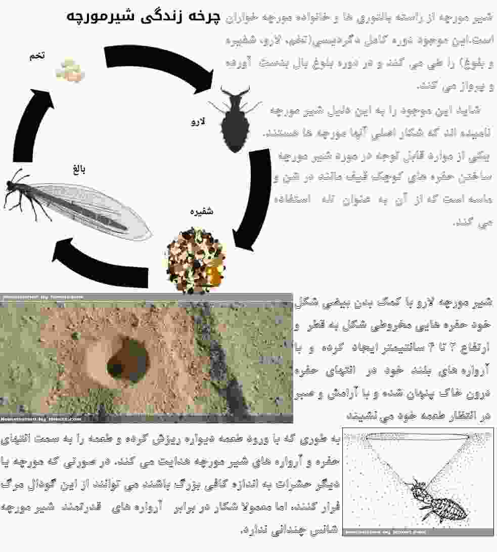 شیر مورچه