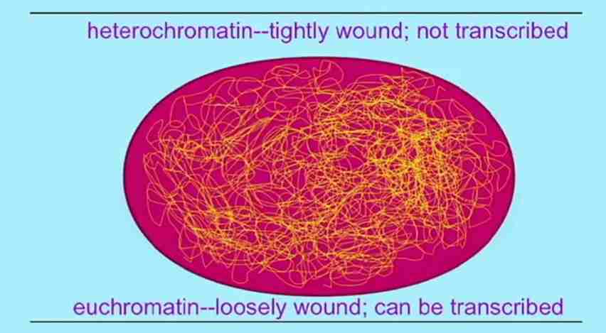 یوکروماتین 