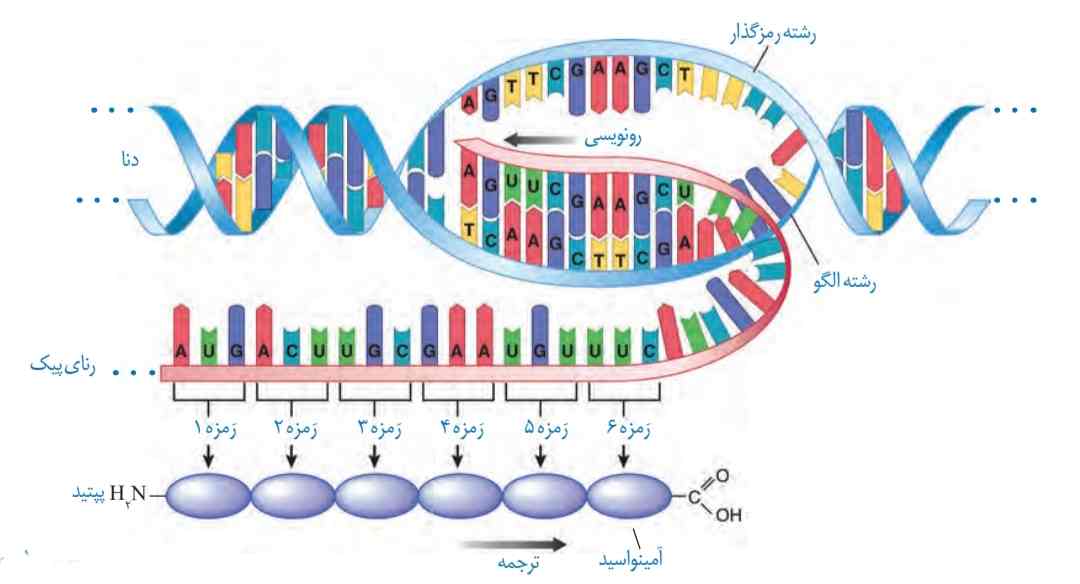 تشکیل پلی‌پپتید