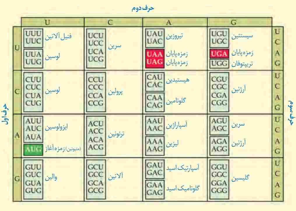 رمزه و آمینواسید