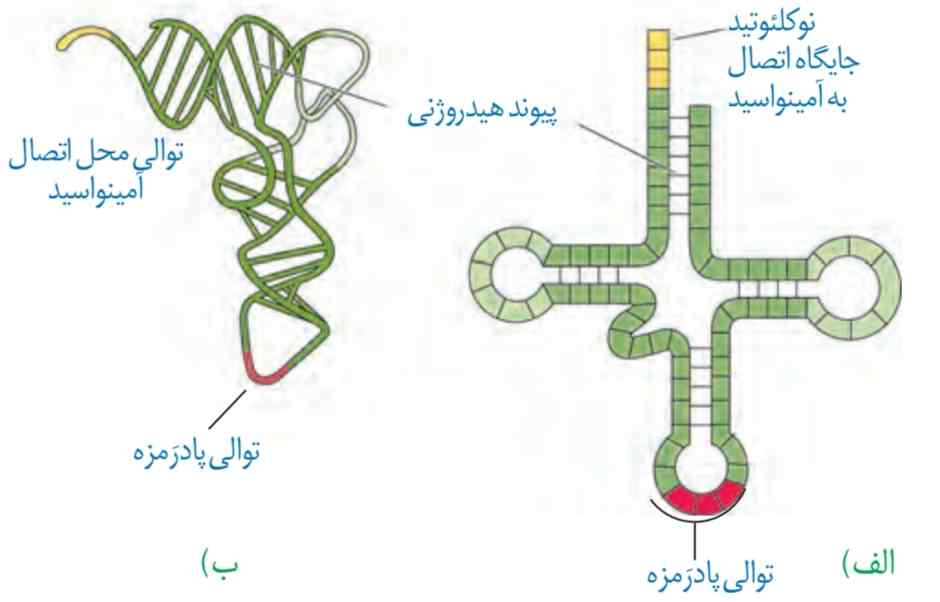 RNA ناقل
