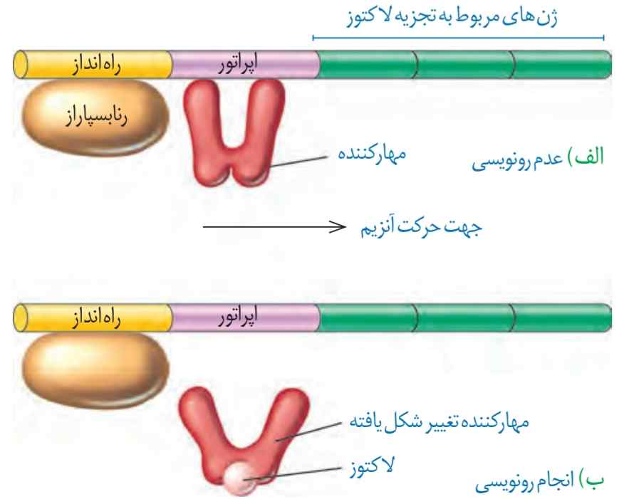 عدم رونویسی ژن‌ها در غیاب لاکتوز