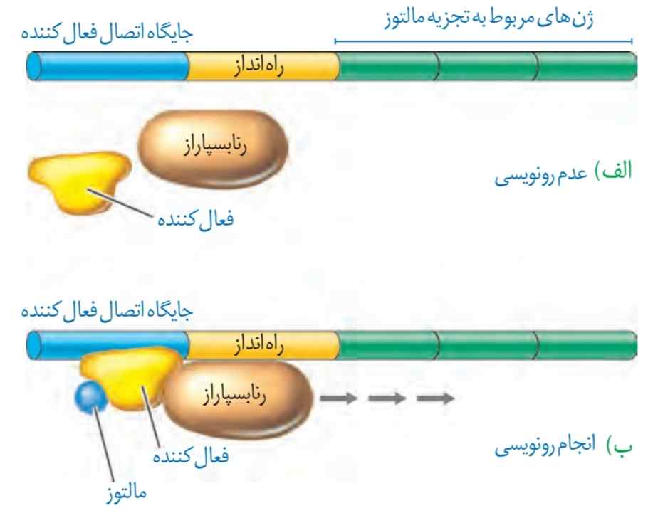 تنظیم مثبت رونویسی ژن‌های مؤثر در تجزیه مالتوز