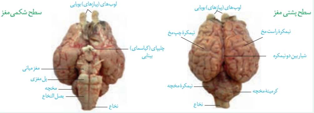 مشاهده سطح پشتی مغز