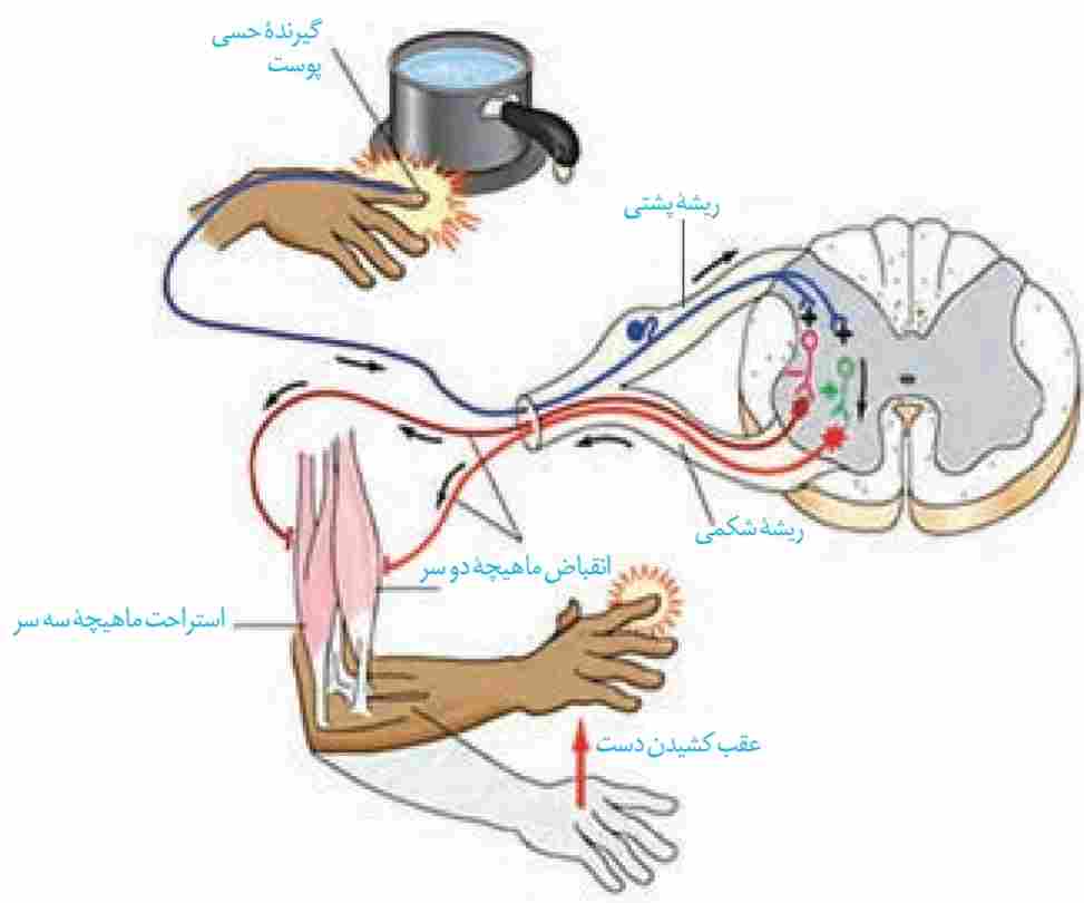 انعکاس عقب کشیدن دست (اندازه های شکل واقعی نیستند)