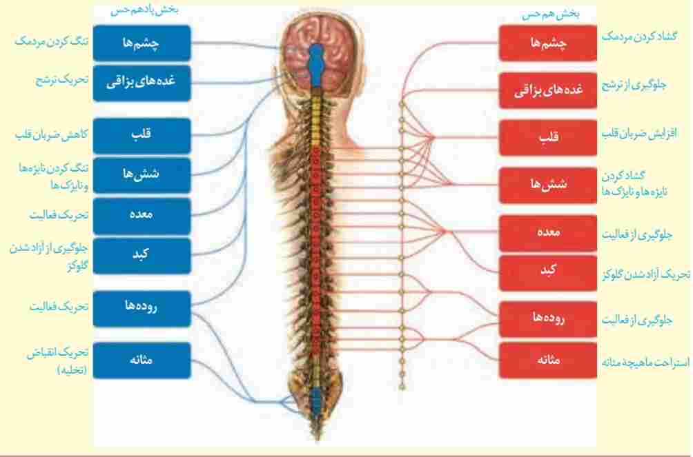 دستگاه هم حس و پادهم حس