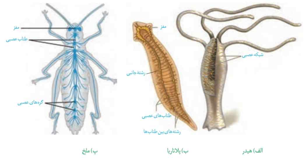 ساختارهای عصبی چند جانور