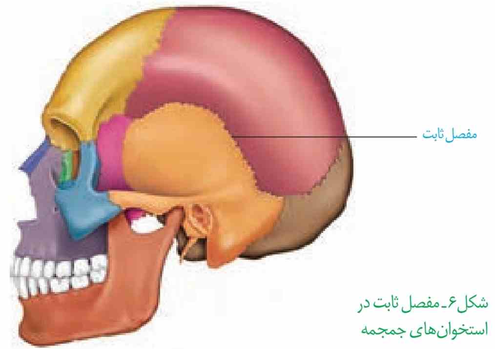مفصل ثابت در استخوان‌های جمجمه