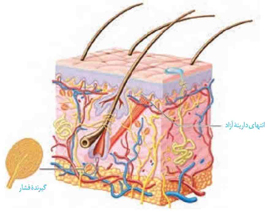 گیرنده های پوست