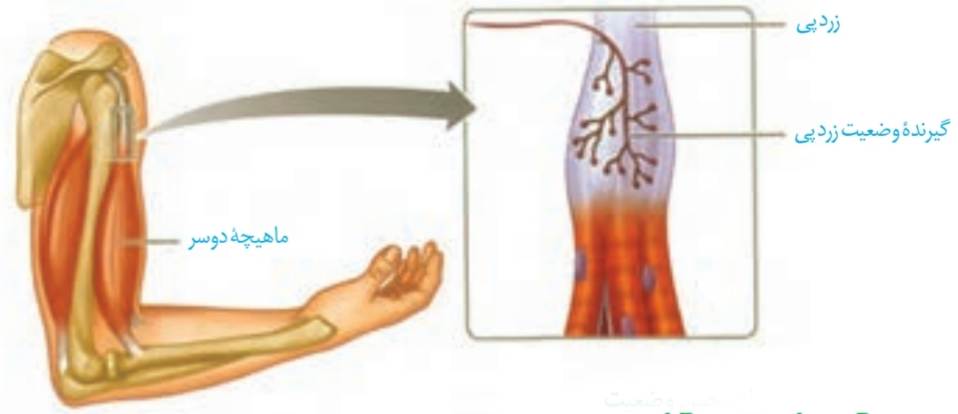 گیرنده های حس وضعیت در زردپی