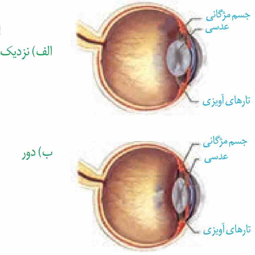 تطابق برای دیدن اجسام الف) نزدیک ب) دور