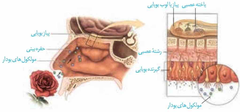 گیرنده‌های بویایی