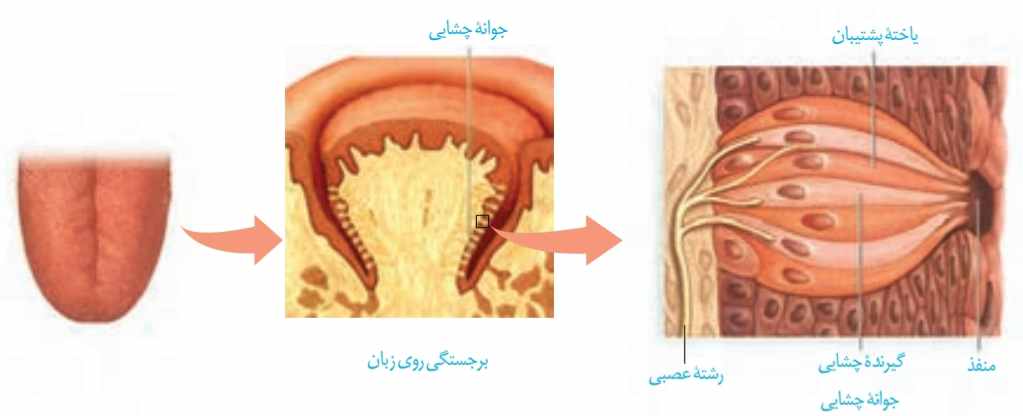 گیرنده‌های چشایی زبان