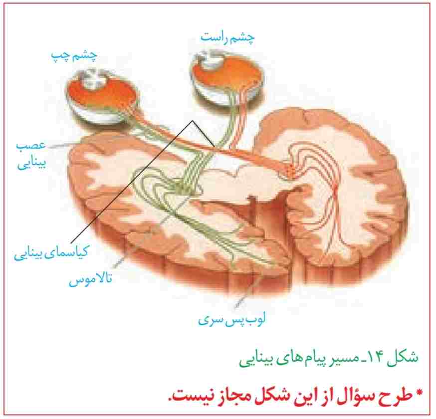 مسیر پیام‌های بینایی