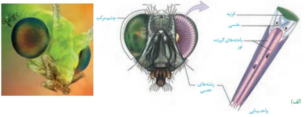 چشم مرکب حشرات