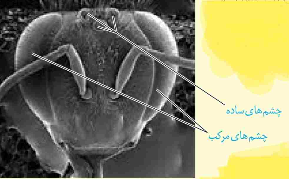 تصویر چشم‌های زنبور با میکروسکوپ الکترونی