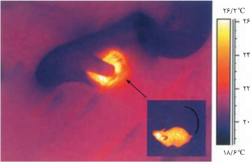 تصویر مار در حال شکار که با دوربین حساس به پرتوهای فروسرخ