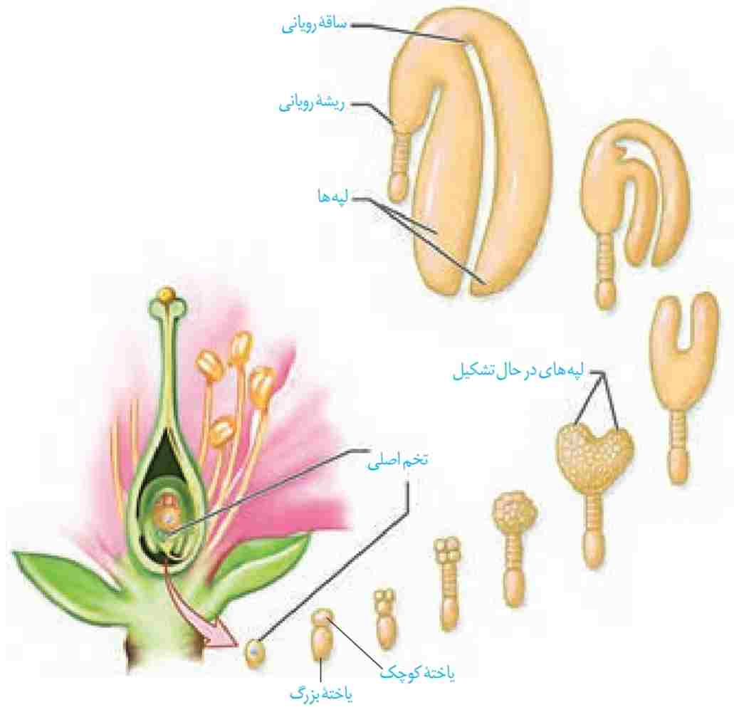 تشکیل رویان در دانه