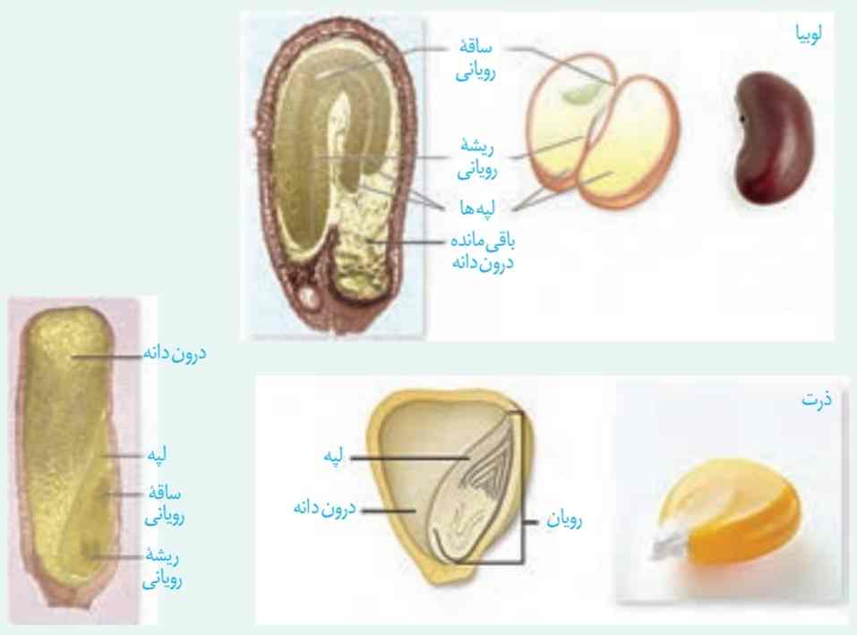 رویش دانه های لوبیا و ذرت