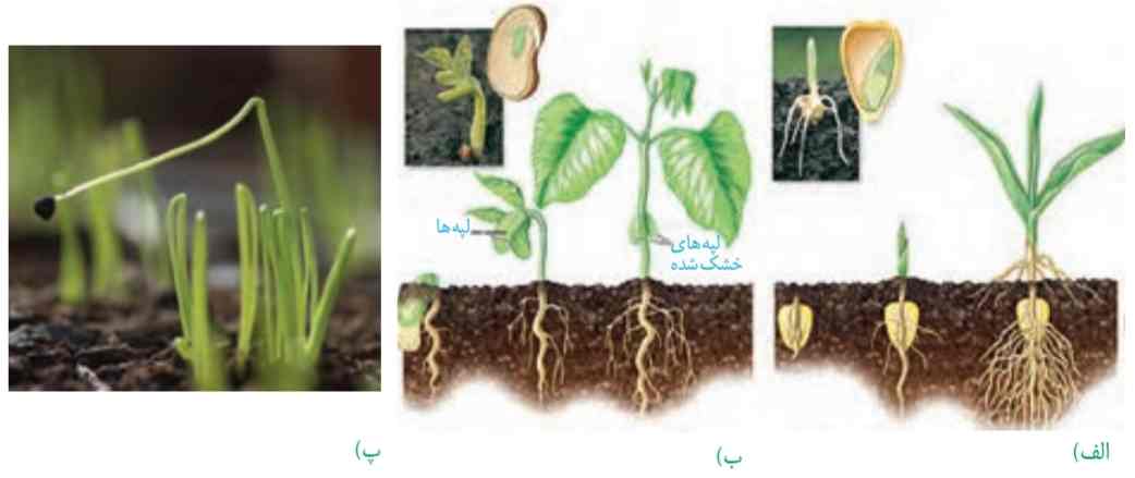 الف) رویش دانه ذرت زیرزمینی، ب) رویش دانه لوبیا و پیاز