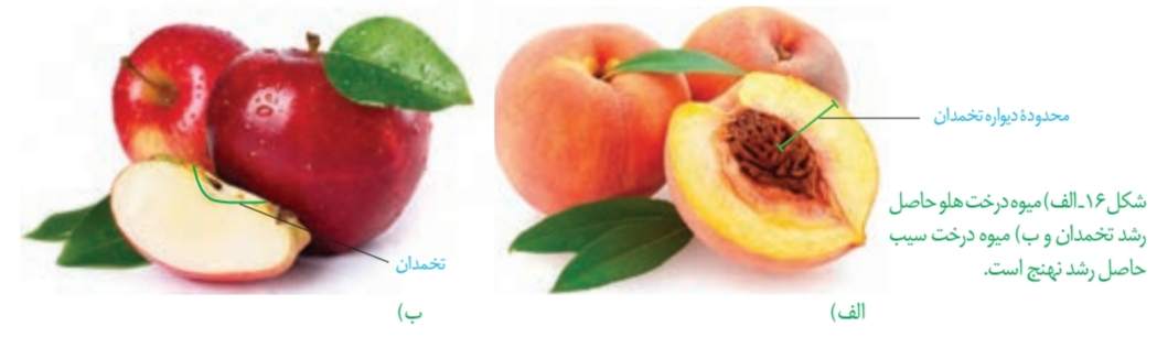 الف) میوه درخت هلو حاصل رشد تخمدان و ب) میوه درخت سیب