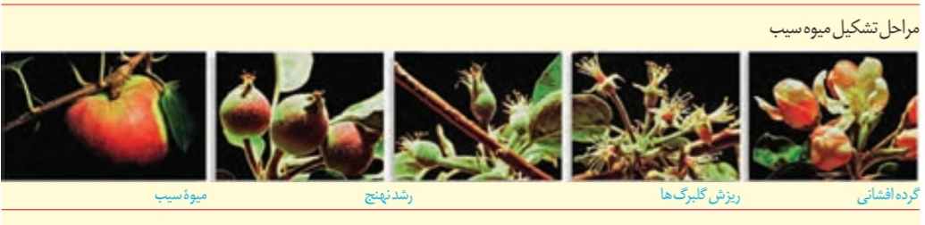 مراحل تشکیل میوه سیب