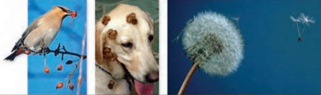 پراکنش میوه ها