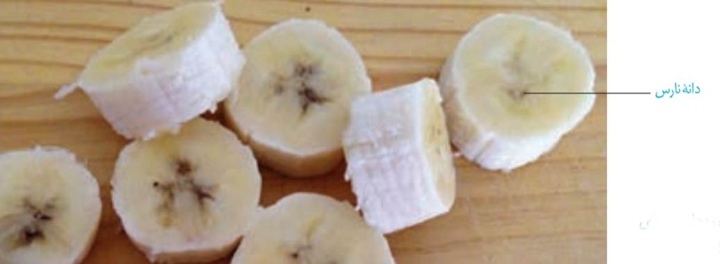 در بعضی موزها دانه های ریز و نارس دیده می شوند