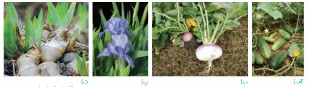 الف) خیار، ب) شلغم، پ و ت) زنبق از رشد جوانه های رویشی